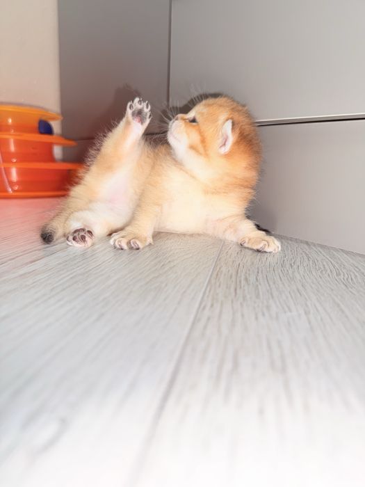 Продается Британские шиншиллы