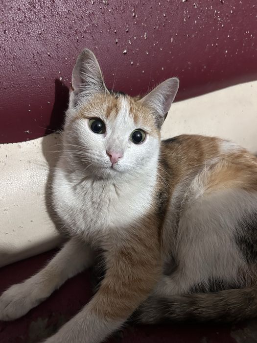 Отдаю в добрые руки