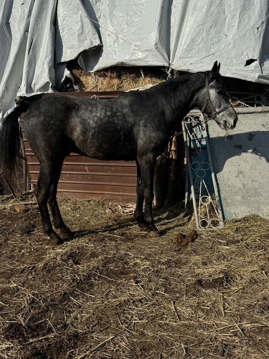 Айгыр жеребец айғыр 4 жасар