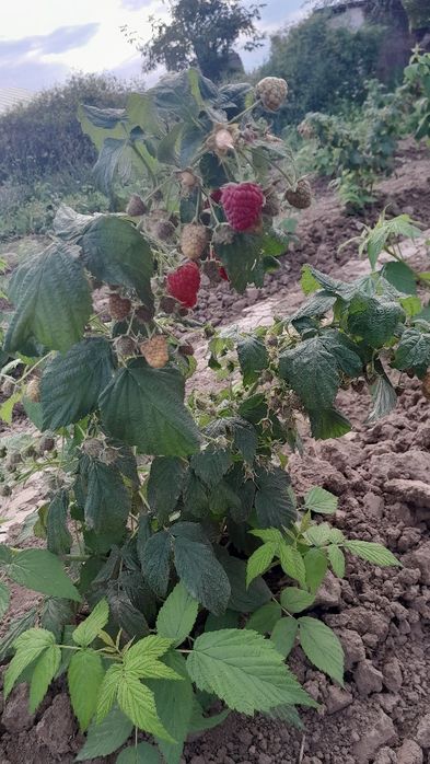 Продам  саженцы малины сорт Полька