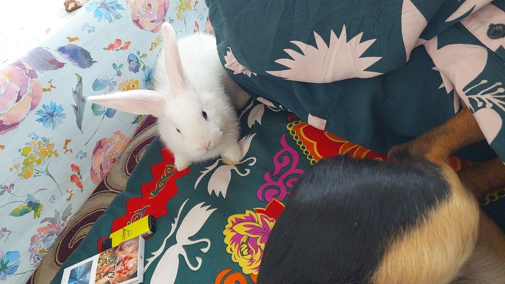 Кролик разные возраст