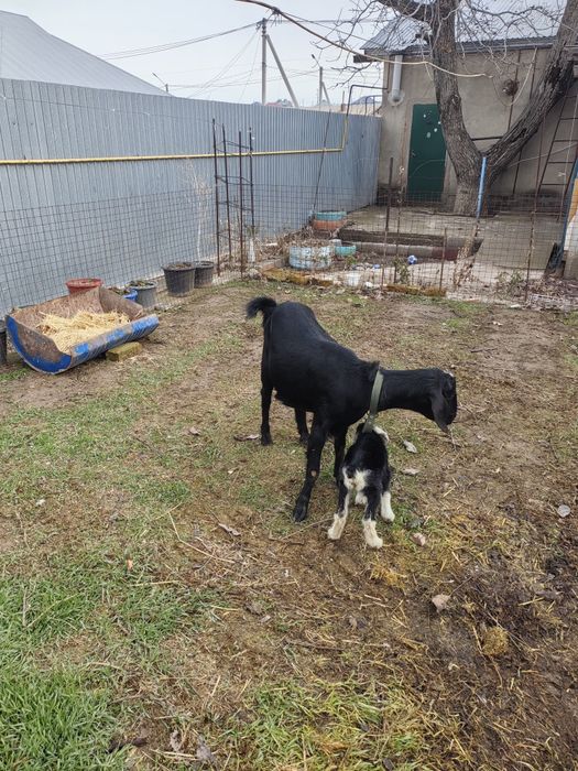 Коза с козленком первородка