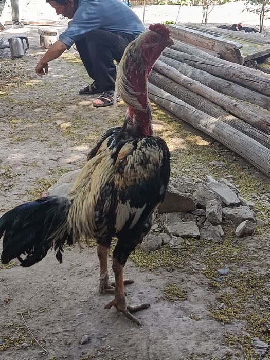 Dakang xoroz Margʻilon
