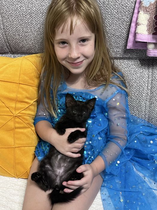 Котенок девочка