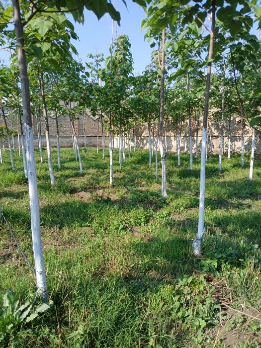 Ер учаска 9.5 соток сотилади.