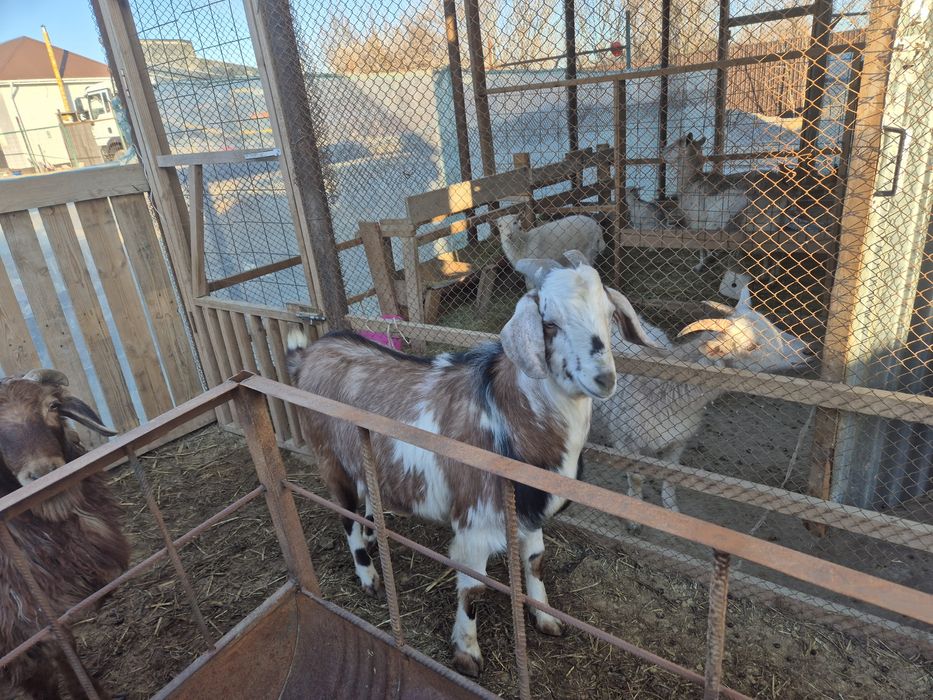 Қашыруға теке ,қошқар