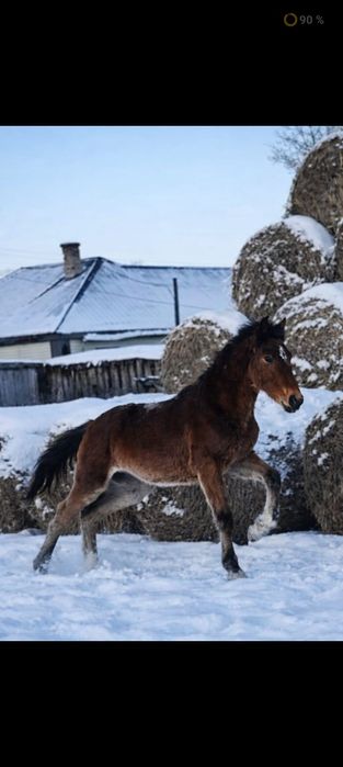 Продам тай жеребчик