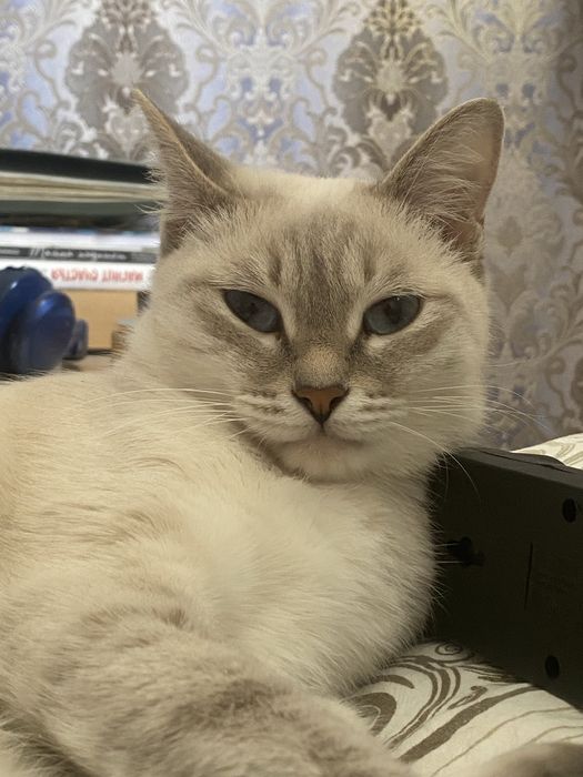 Прекрасная девочка ищет нового хозяйна