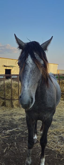 Продам жеребца на племя