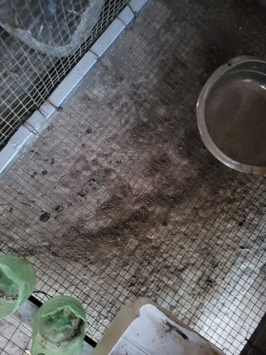 Клетка для кролика