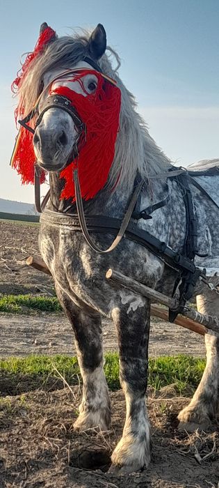 Armăsar percheron pentru monta