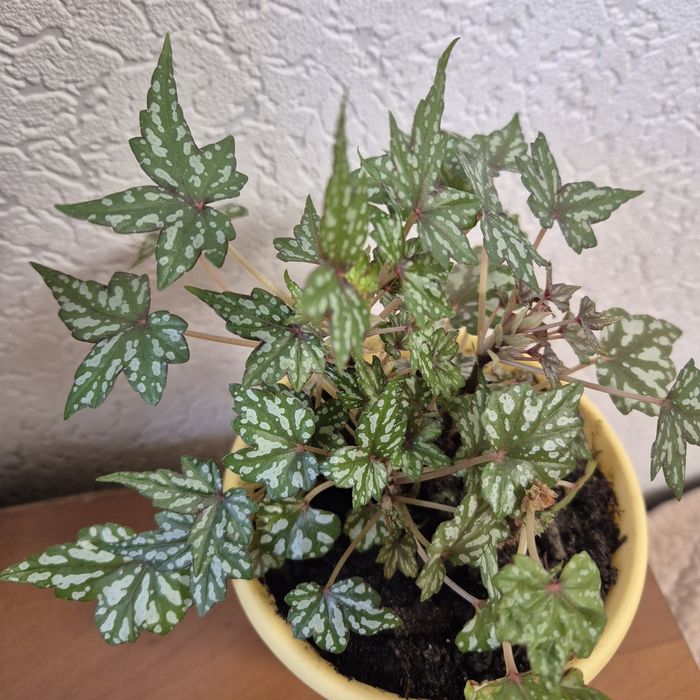 Бегония бонсай, каудексная