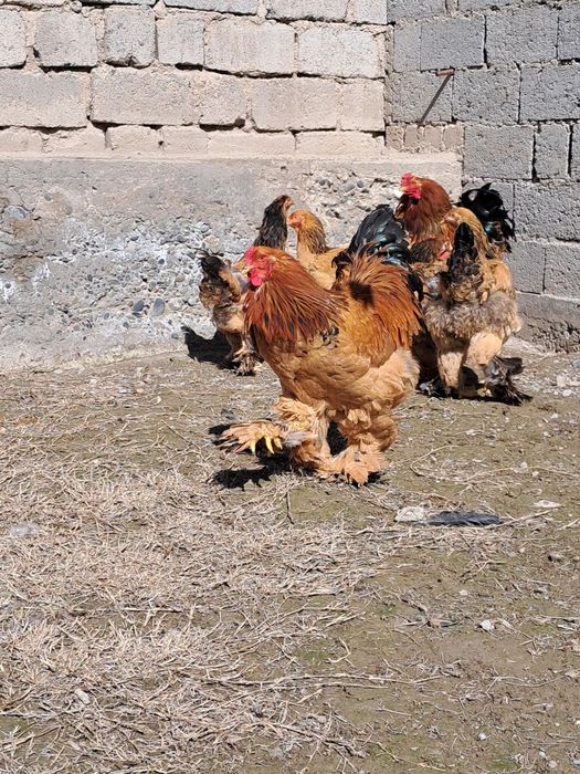 Брама Паливый гигант тухумлари