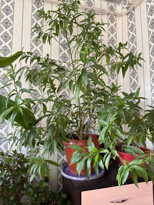 Mushkambar guli sotiladi