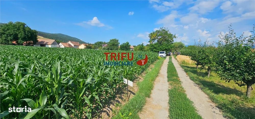 Teren intravilan in Sard 928