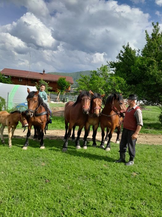 Iepe de vanzare  foarte cuminti