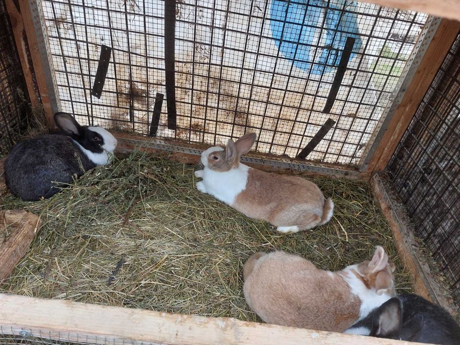 Iepuri Hycole francezi