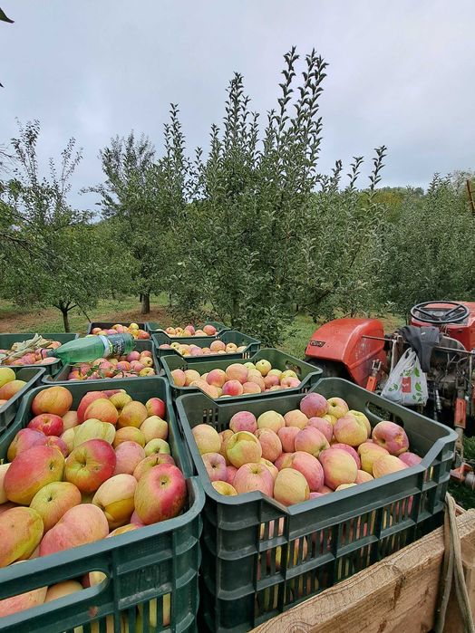 Mere Jonathan, Florina si Idared