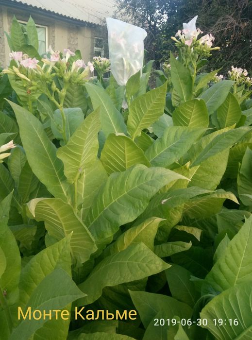 Табачные семена.Много сортов