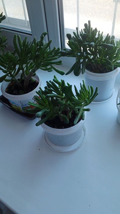 Продам толстянку Хоббит