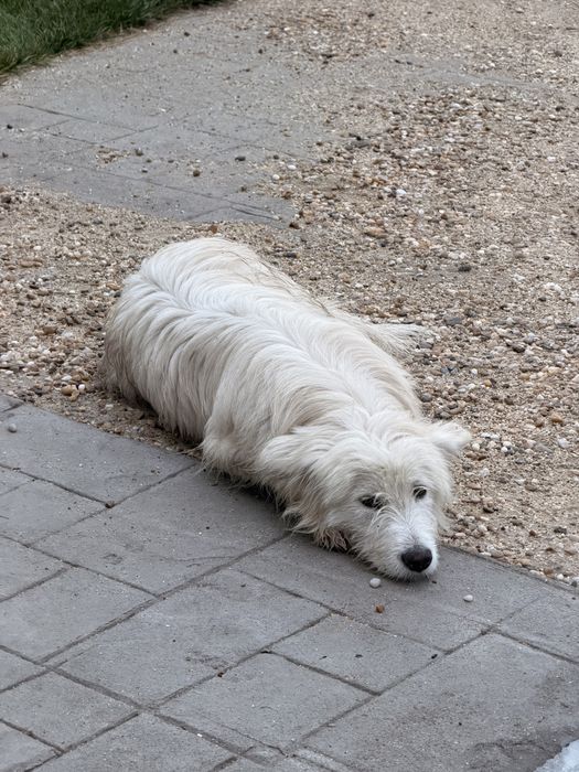 Donez câine  găsit pe câmp pentru adopție