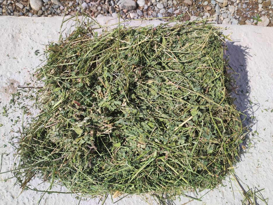 Таза жоңышқа бағасы 1900