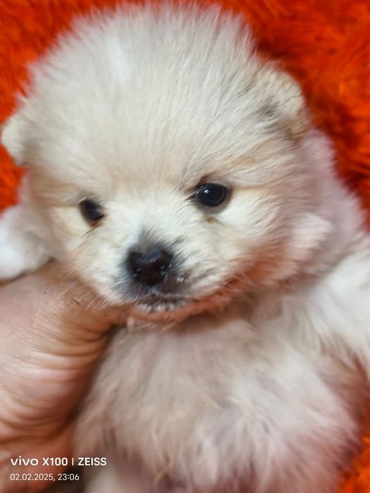 Очаровательные щенки шпица.