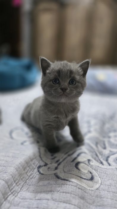 Продаются Шотладские котята