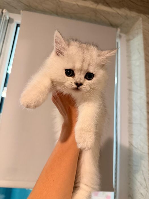 British shorthair Silver