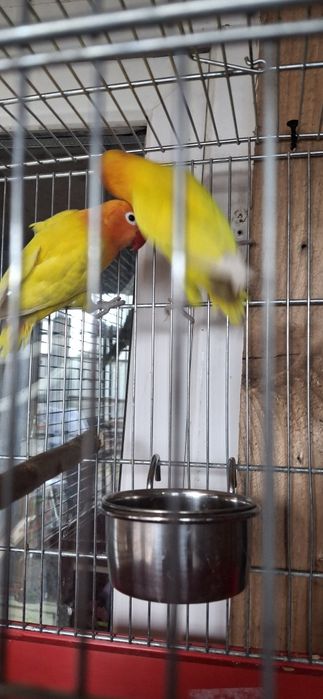4 perechi de agapornis