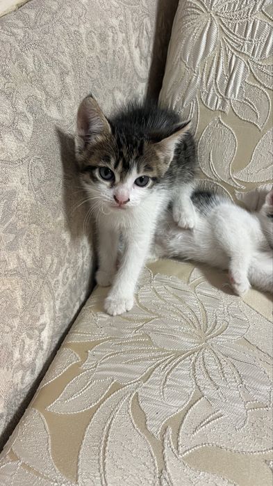 Отдам домашних котят срочно