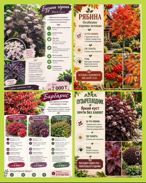 Продам Хосты, Гейхеры, Туи, Пионы, Можжевельник