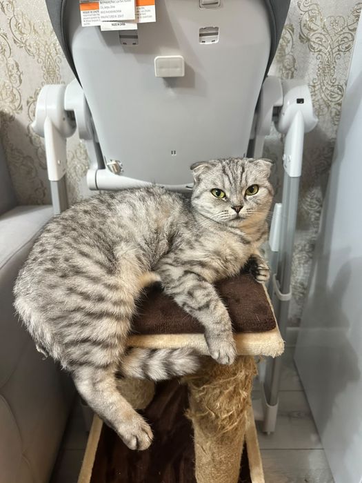 Отдам кошку в добрые руки