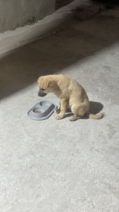 Ищем дом для щенка