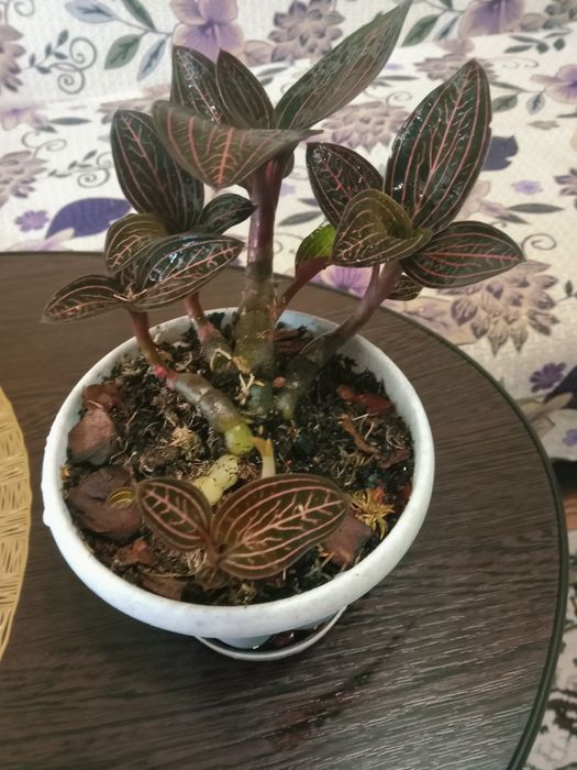 Орхидея людизия продам