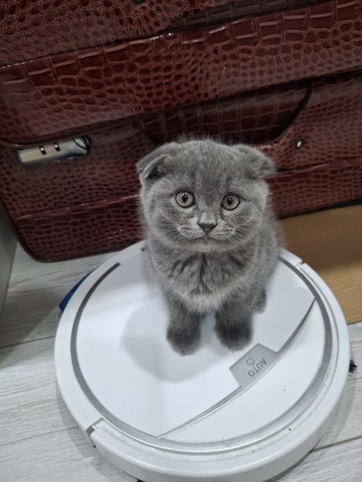 Британские котята