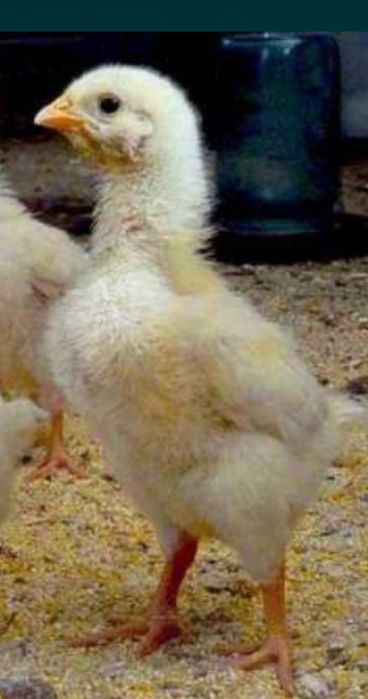Цыплята бройлера.