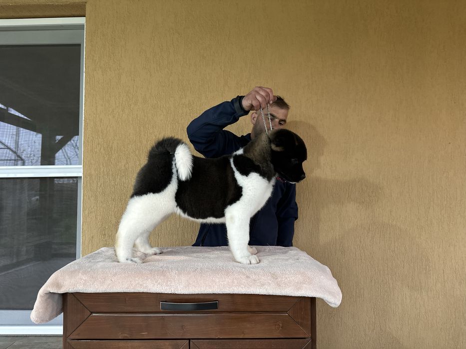 Catel Akita American cu pedigree de tip A