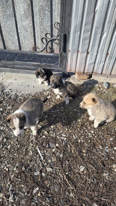 Отдам щенят в добрые руки