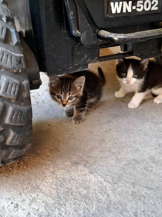 Котята в добрые руки