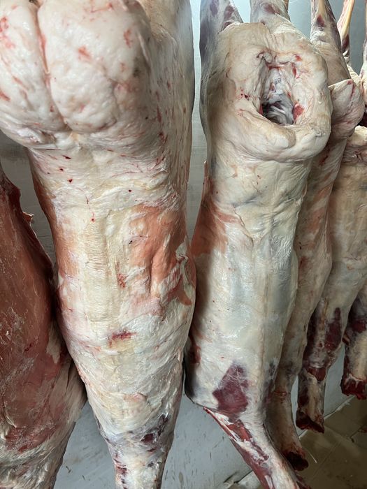 Продам мясо баранины упитанные