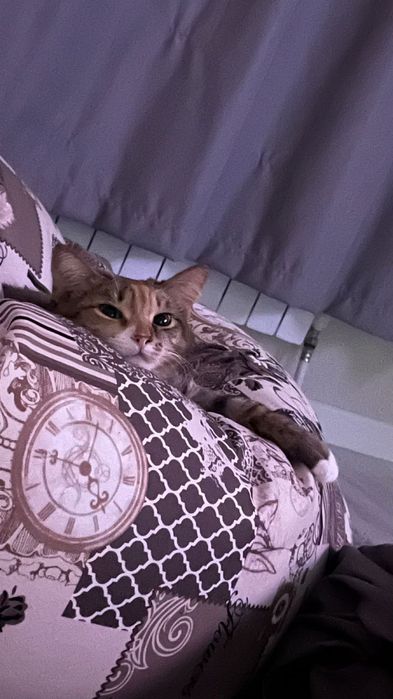 Отдам даром кошку.