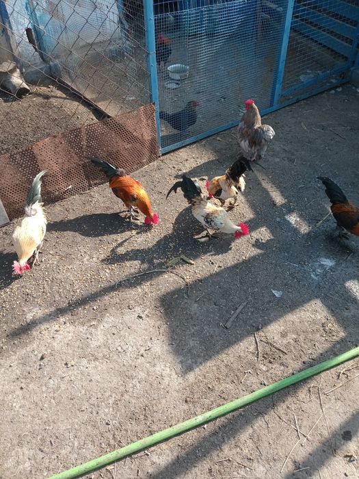 Продам карликов петухов