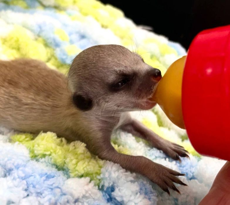 Сурикаты малыши. Ручной выкорм.