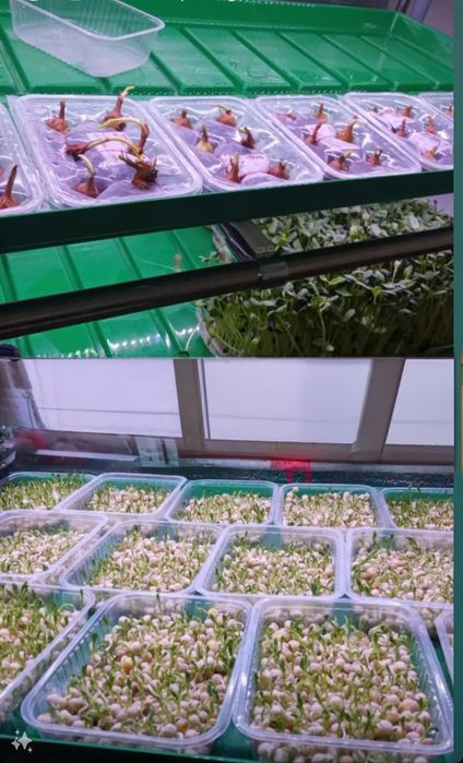 Гидропоника, сити-ферма