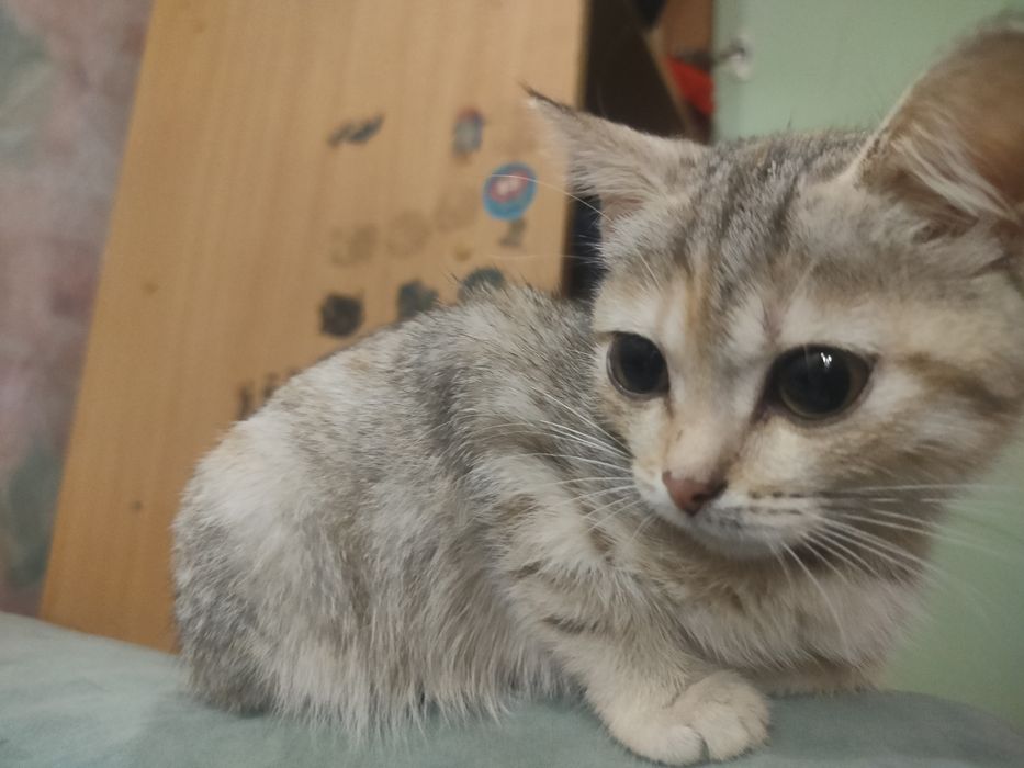 Кошечка трёхцветная