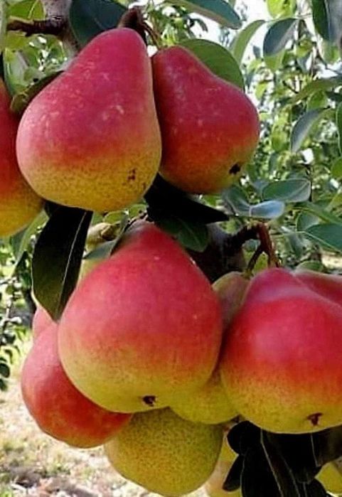 Pepiniera vindem Pomi fructiferi, Gutui, caisi,pruni,mure livram Ro