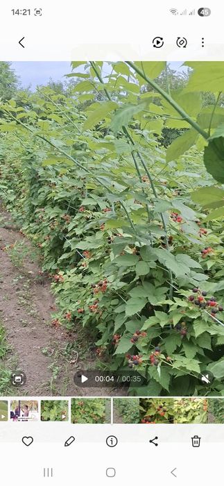 Саженцы чёрной малины