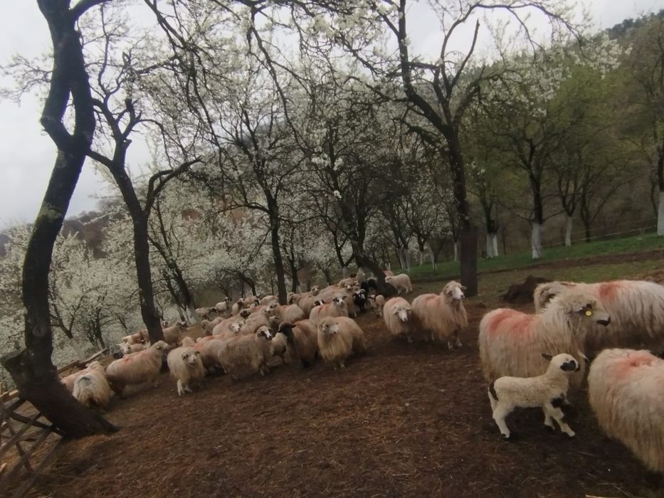Vând 45 de oi     turcane