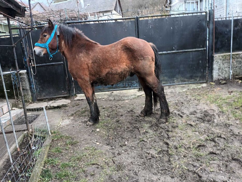 Vand Manz sau schimb cu vaca